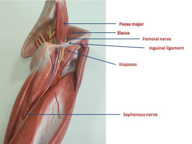 Anterior view of thigh and post.abdominal wall muscles