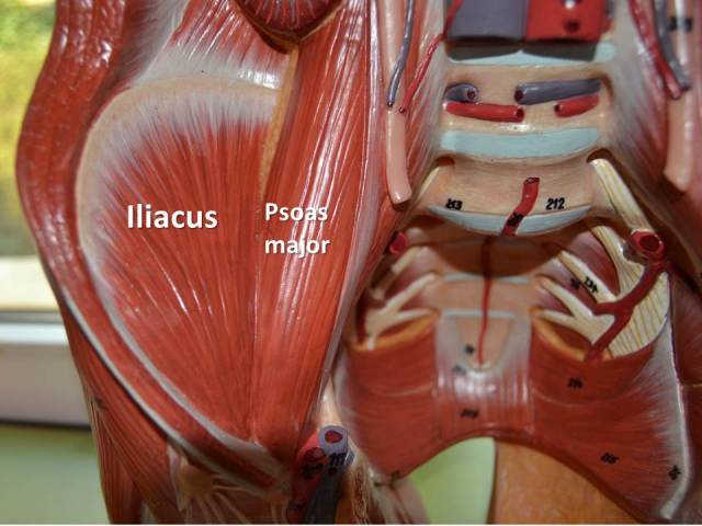 iliacus-and-psoas-major