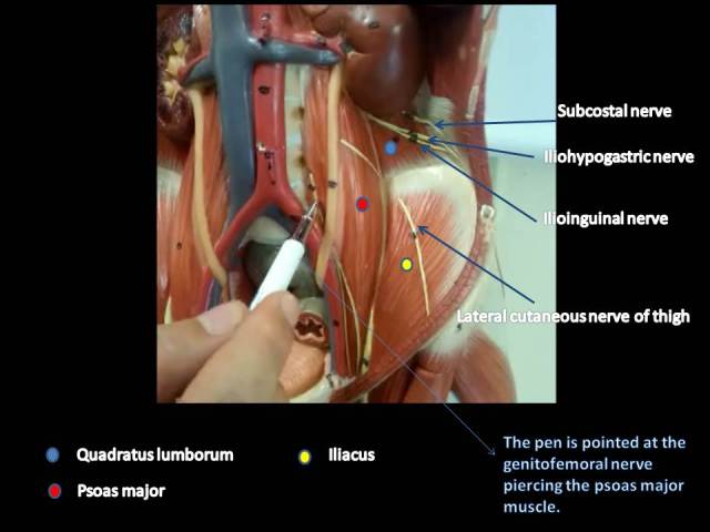 Posterior abdominal wall muscles & Lumbar plexus