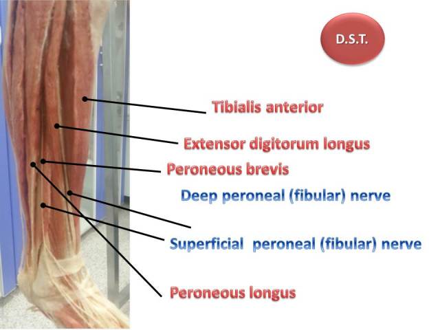 Anterior compartment of the thigh