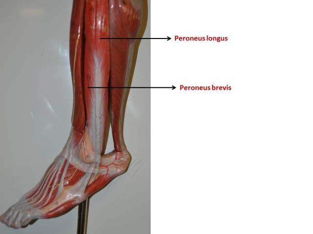 leg-lateral-view
