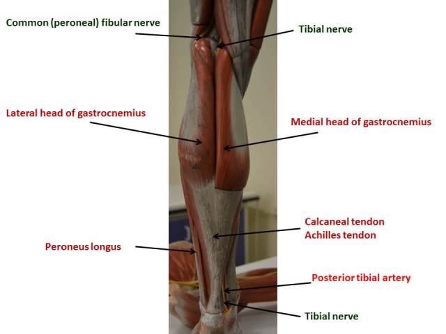 leg-posterior-superficial1