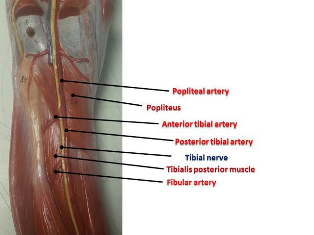 Posterior tibial fibular artery