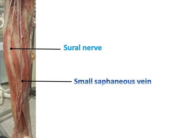 Small saphaneous vein