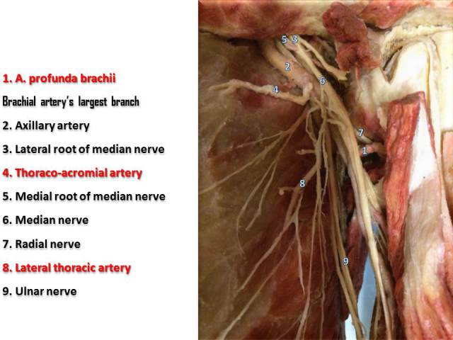 fig-5-a-profunda-brachii-and-radial-nerve