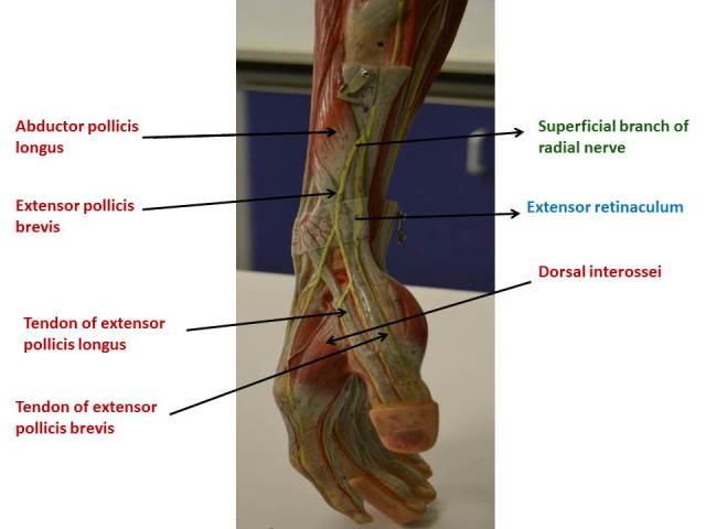 forearm-distal-lateral-view1