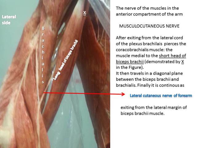 lateral-cutaneous-nerve-of-forearm