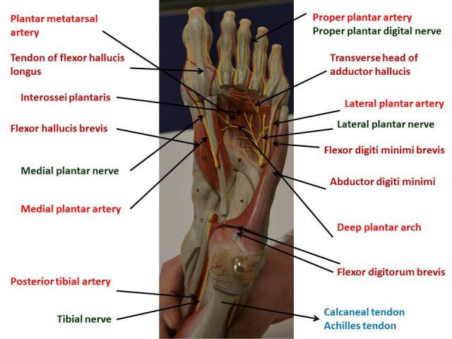 foot-plantar-surface-3rd-layer-abductor-digiti-hallucis-moved-away