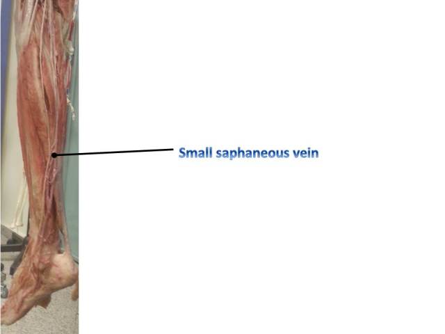 small-saphaneous-vein-2