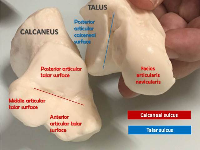 CALCANEUS-TALUS1