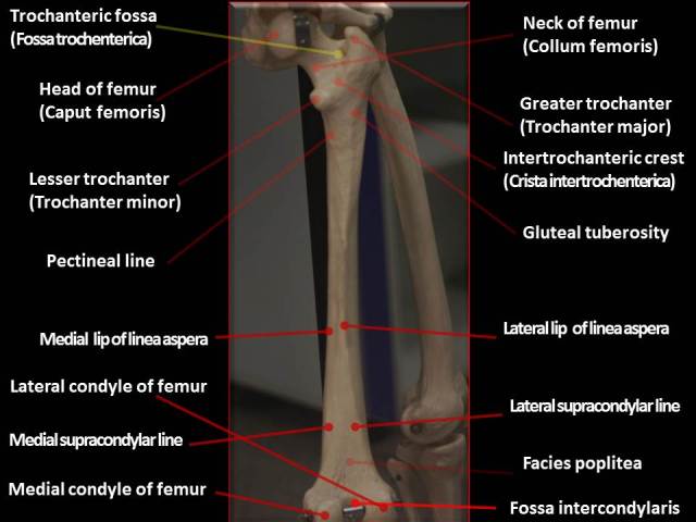 figure-2-femur-posterior-view