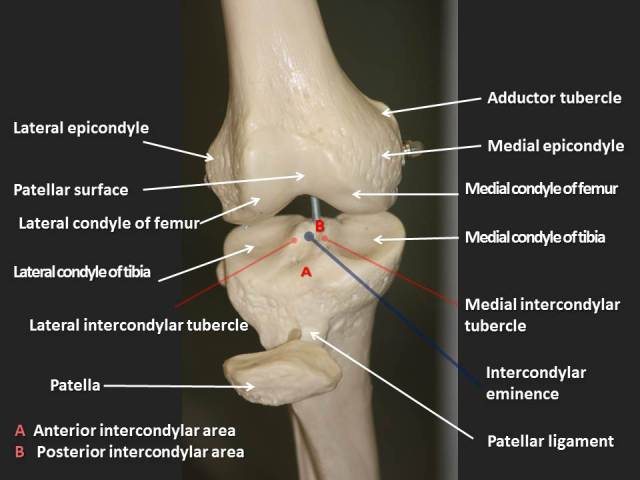 figure-3-femur-distal-end-tibia-proximal-end-anterior-view