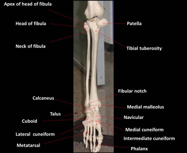 figure-4-right-leg-foot-anterior-view