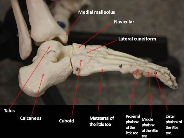 figure-6-bones-of-the-foot-lateral-view