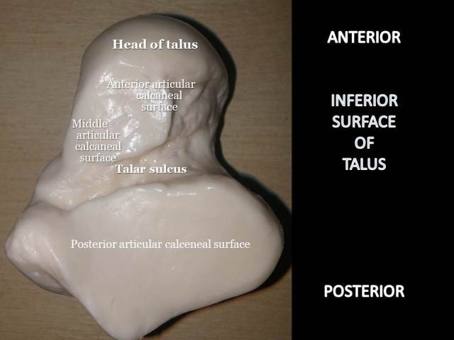 Inferior surface of talus