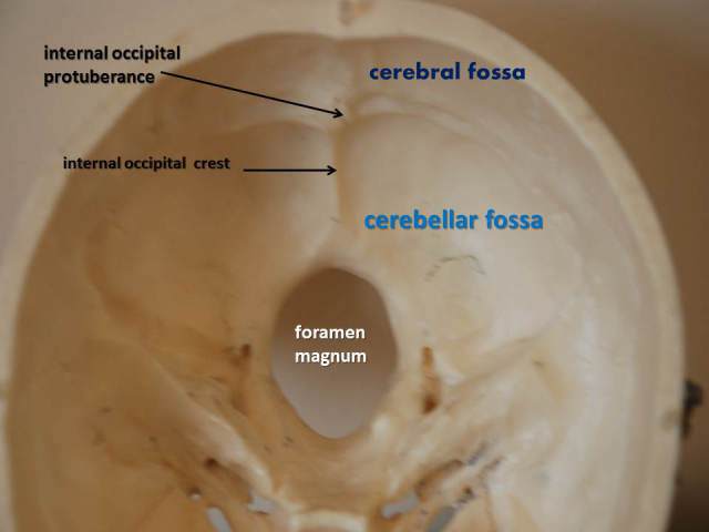 figure-2-occipital-bone-interior-view