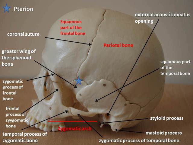 figure-4-skull-lateral-view