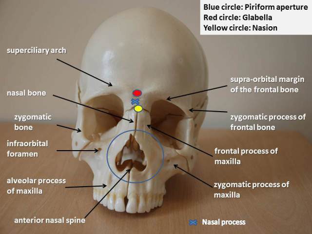 figure-8-skull-anterior-view