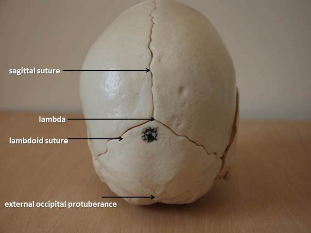 figure-8-skull-posterior-view