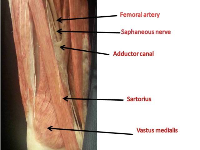 Adductor canal
