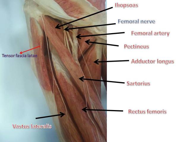 Anterior thigh-close