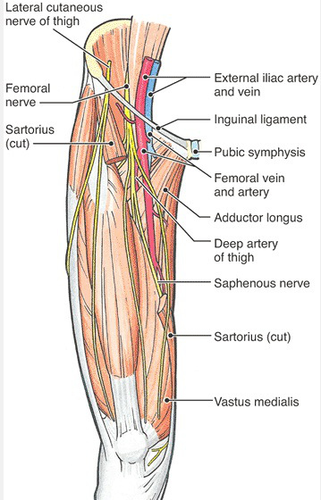 anterior-thigh