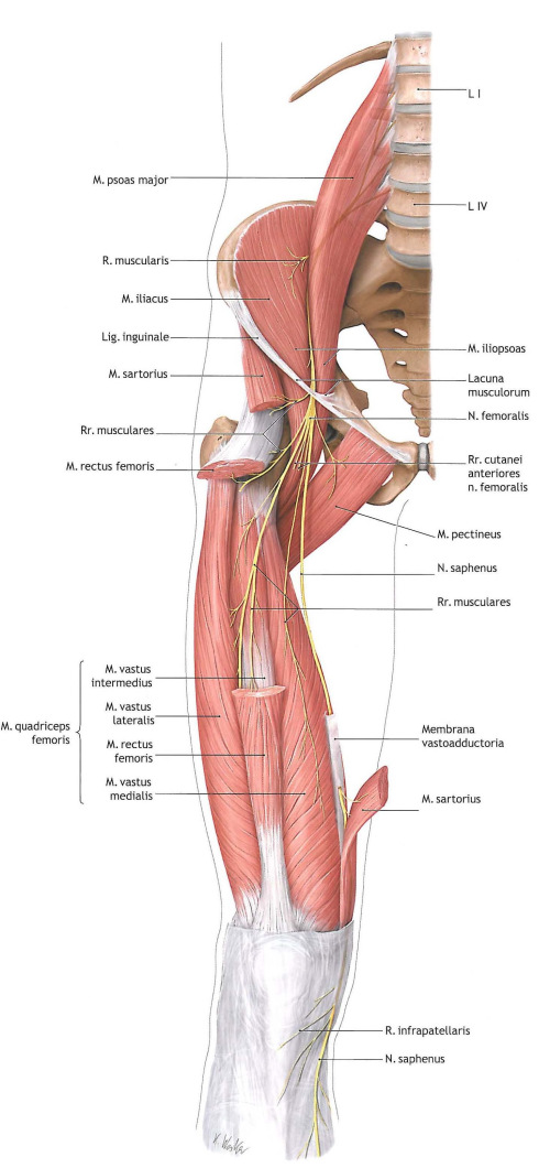 medial-thigh-2