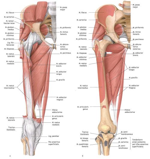 medial-thigh-muscles
